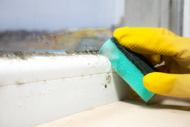 Mold Odor Removal Services